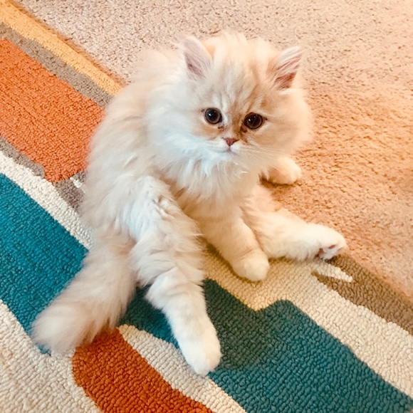 katienevill